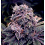 Blueberry Feminised насіння конопель: фото, характеристики, відгуки, опис Blueberry Feminised насіння конопель: фото, характеристики, відгуки, опис