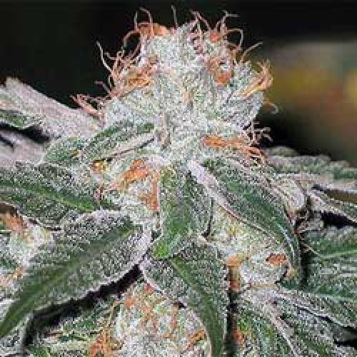 Bubble Gum Feminised насіння конопель: фото, характеристики, відгуки, опис