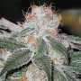 Bubble Gum Feminised насіння конопель: фото, характеристики, відгуки, опис