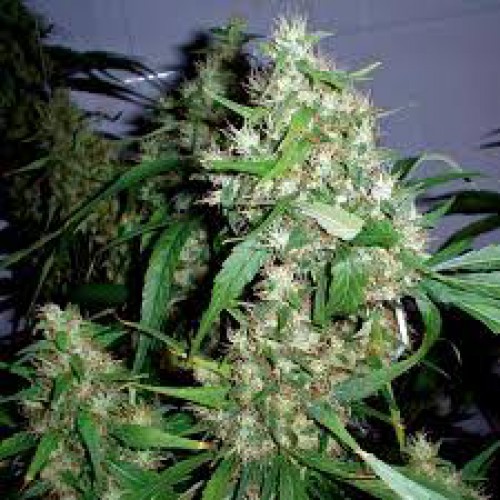 Critical Kush семена конопли: фото, характеристики, отзывы, описание