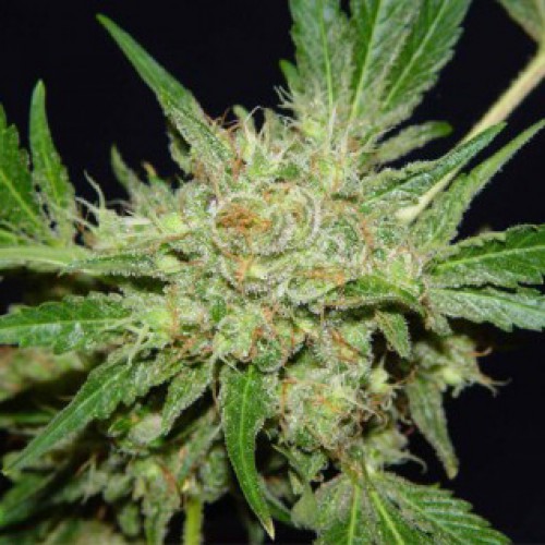 Galaxy семена конопли: фото, характеристики, отзывы, описание