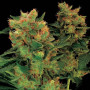 Hash Plant Feminised (поштучно) семена конопли: фото, характеристики, отзывы, описание Hash Plant Feminised (поштучно) семена конопли: фото, характеристики, отзывы, описание