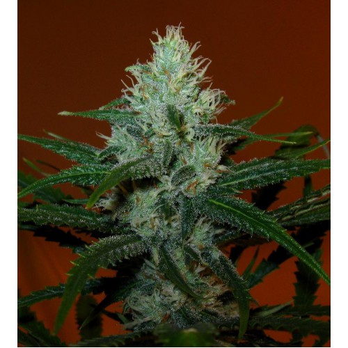 Lemon Haze семена конопли: фото, характеристики, отзывы, описание Lemon Haze семена конопли: фото, характеристики, отзывы, описание