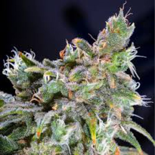 Magic Bud насіння конопель: фото, характеристики, відгуки, опис Magic Bud насіння конопель: фото, характеристики, відгуки, опис