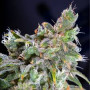 Magic Bud насіння конопель: фото, характеристики, відгуки, опис Magic Bud насіння конопель: фото, характеристики, відгуки, опис