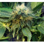 Mazar Feminised насіння конопель: фото, характеристики, відгуки, опис