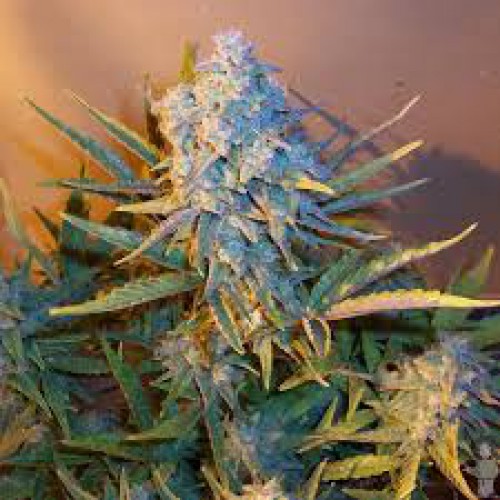 New York City  семена конопли: фото, характеристики, отзывы, описание