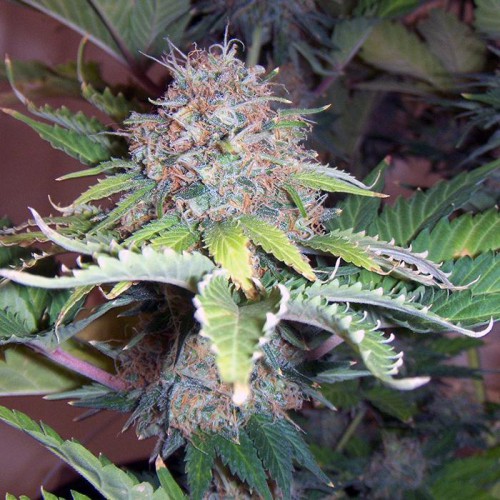 Power Plant Feminised семена конопли: фото, характеристики, отзывы, описание