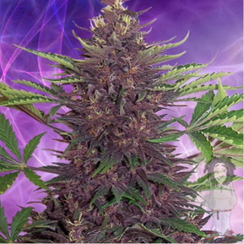 Purple Kush насіння конопель: фото, характеристики, відгуки, опис Purple Kush насіння конопель: фото, характеристики, відгуки, опис
