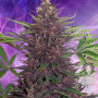 Purple Kush насіння конопель: фото, характеристики, відгуки, опис Purple Kush насіння конопель: фото, характеристики, відгуки, опис