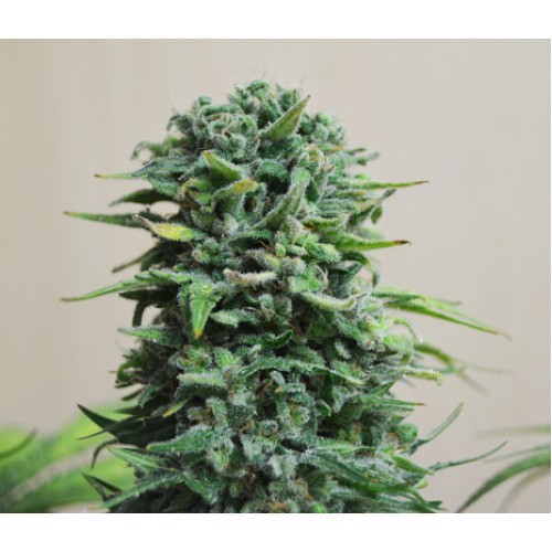 Silver Haze  семена конопли: фото, характеристики, отзывы, описание