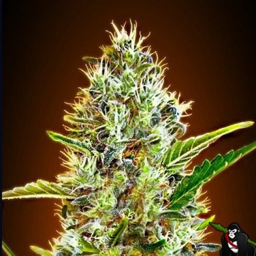 Somango насіння конопель: фото, характеристики, відгуки, опис