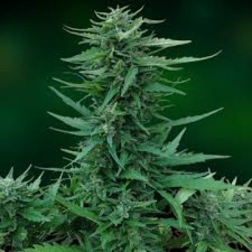 Sweet Tooth насіння конопель: фото, характеристики, відгуки, опис Sweet Tooth насіння конопель: фото, характеристики, відгуки, опис