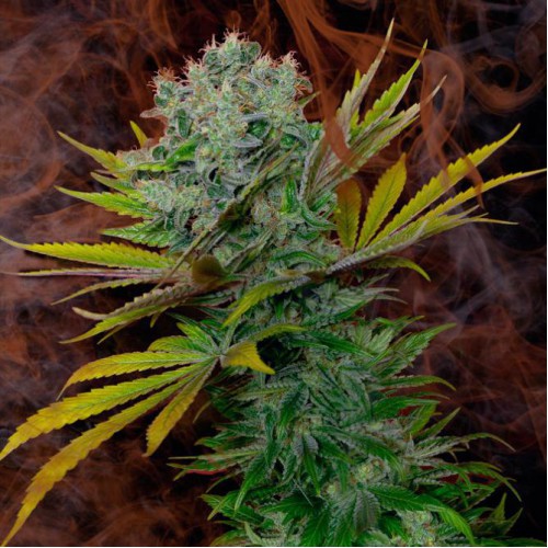 Sweet Cheese насіння конопель: фото, характеристики, відгуки, опис