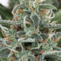 White Widow Feminised - JAH Seeds семена конопли: фото, характеристики, отзывы, описание White Widow Feminised - JAH Seeds семена конопли: фото, характеристики, отзывы, описание