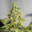 Acapulco Gold Feminised