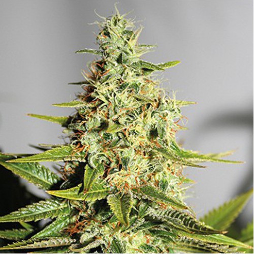 Acapulco Gold Feminised насіння конопель: фото, характеристики, відгуки, опис