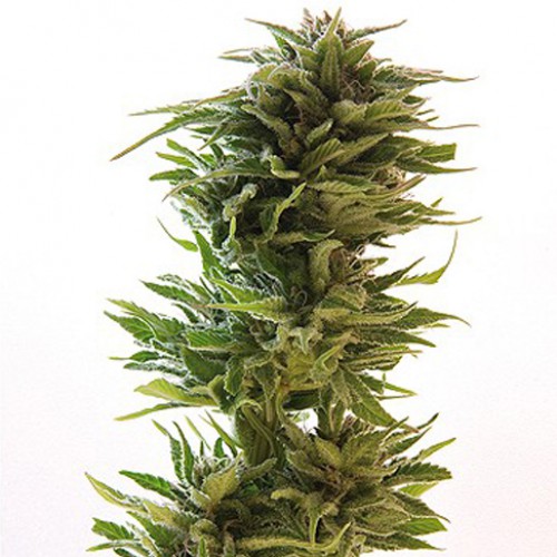 Amnesia Lemon Feminised насіння конопель: фото, характеристики, відгуки, опис Amnesia Lemon Feminised насіння конопель: фото, характеристики, відгуки, опис