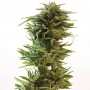 Amnesia Lemon Feminised насіння конопель: фото, характеристики, відгуки, опис Amnesia Lemon Feminised насіння конопель: фото, характеристики, відгуки, опис
