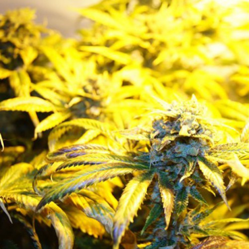 Blue Cheese Feminised семена конопли: фото, характеристики, отзывы, описание