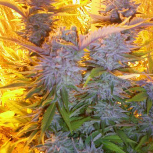 Blue Mammoth Feminised насіння конопель: фото, характеристики, відгуки, опис