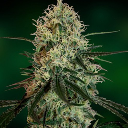 Chronic Thunder Feminised насіння конопель: фото, характеристики, відгуки, опис Chronic Thunder Feminised насіння конопель: фото, характеристики, відгуки, опис