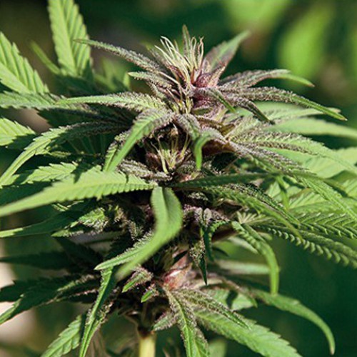 Crimea Blue Feminised семена конопли: фото, характеристики, отзывы, описание