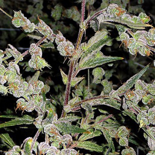 Dr. Grinspoon Feminised семена конопли: фото, характеристики, отзывы, описание