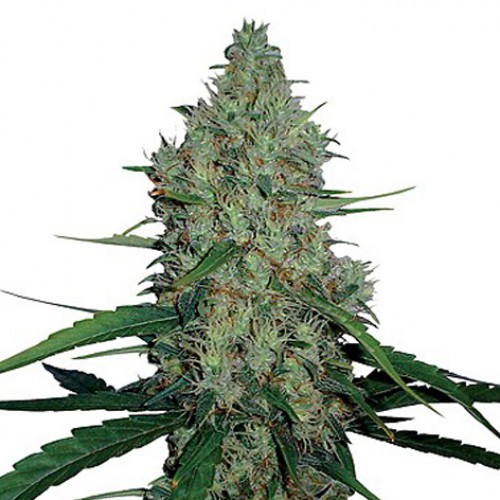 G13 Haze Feminised семена конопли: фото, характеристики, отзывы, описание G13 Haze Feminised семена конопли: фото, характеристики, отзывы, описание