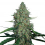 G13 Haze Feminised семена конопли: фото, характеристики, отзывы, описание G13 Haze Feminised семена конопли: фото, характеристики, отзывы, описание