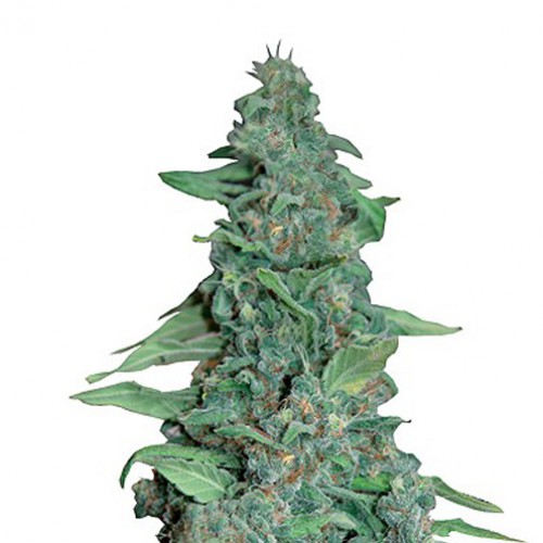 Honey B Feminised насіння конопель: фото, характеристики, відгуки, опис