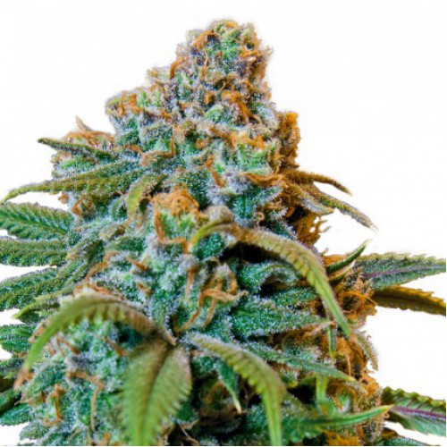 Liberty Haze Feminised насіння конопель: фото, характеристики, відгуки, опис