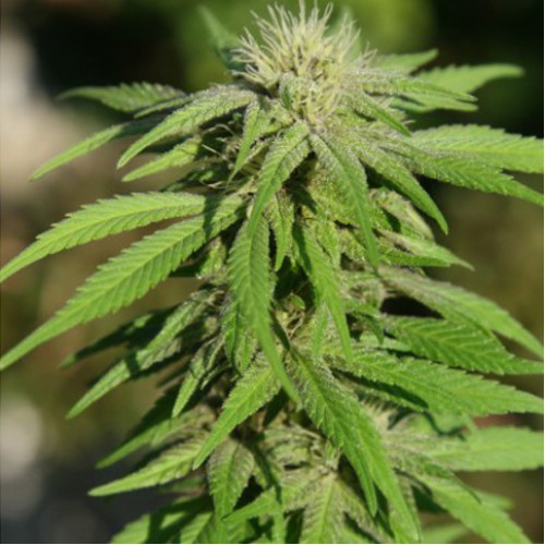 Little Cheese Feminised семена конопли: фото, характеристики, отзывы, описание