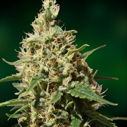 Peppermint Kush Feminised насіння конопель: фото, характеристики, відгуки, опис Peppermint Kush Feminised насіння конопель: фото, характеристики, відгуки, опис