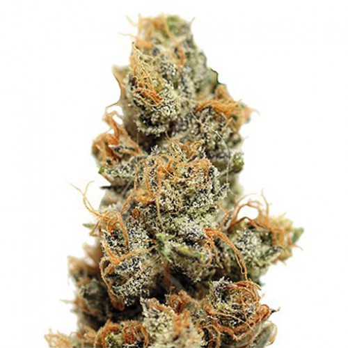 Pineapple Chunk Feminised насіння конопель: фото, характеристики, відгуки, опис Pineapple Chunk Feminised насіння конопель: фото, характеристики, відгуки, опис
