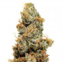 Pineapple Chunk Feminised насіння конопель: фото, характеристики, відгуки, опис Pineapple Chunk Feminised насіння конопель: фото, характеристики, відгуки, опис