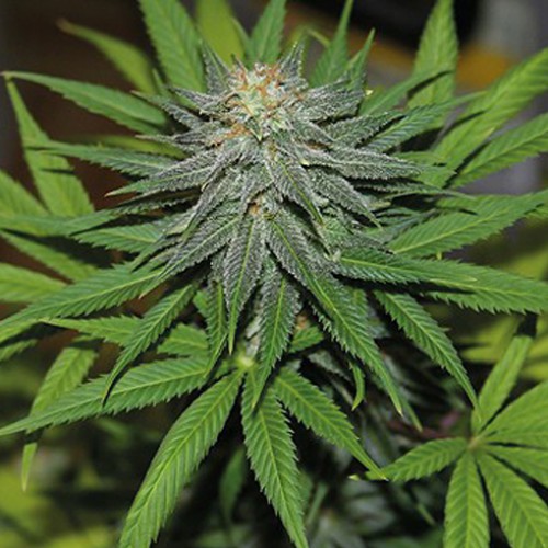 Auto Pineapple Express Feminised (поштучно) семена конопли: фото, характеристики, отзывы, описание