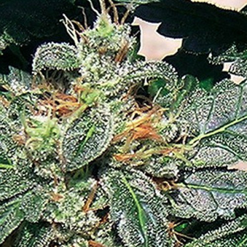 Red Diesel Feminised семена конопли: фото, характеристики, отзывы, описание