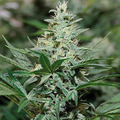 Red Dragon Feminised насіння конопель: фото, характеристики, відгуки, опис