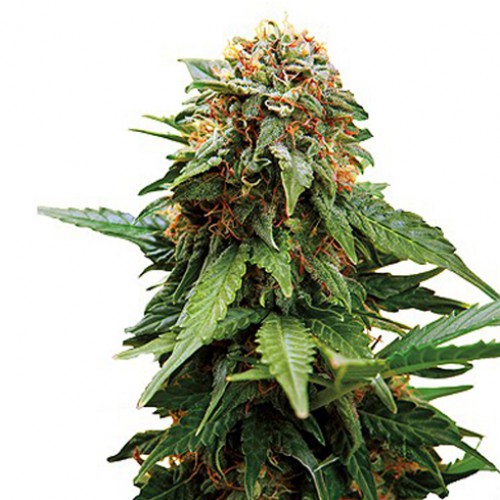 Tangerine Dream Feminised семена конопли: фото, характеристики, отзывы, описание
