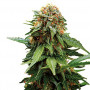 Tangerine Dream Feminised семена конопли: фото, характеристики, отзывы, описание