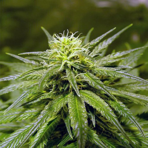 Top Dawg Feminised семена конопли: фото, характеристики, отзывы, описание Top Dawg Feminised семена конопли: фото, характеристики, отзывы, описание