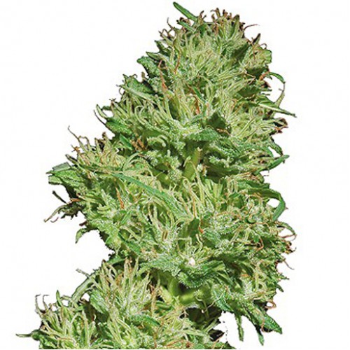 Utopia Haze Feminised семена конопли: фото, характеристики, отзывы, описание