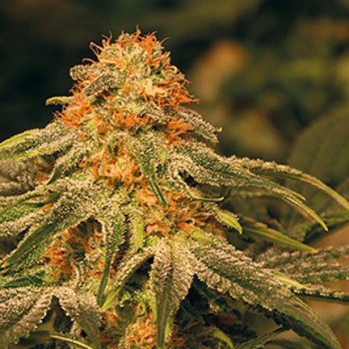 Vanilla Kush Feminised семена конопли: фото, характеристики, отзывы, описание Vanilla Kush Feminised семена конопли: фото, характеристики, отзывы, описание