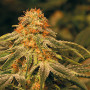 Vanilla Kush Feminised семена конопли: фото, характеристики, отзывы, описание Vanilla Kush Feminised семена конопли: фото, характеристики, отзывы, описание