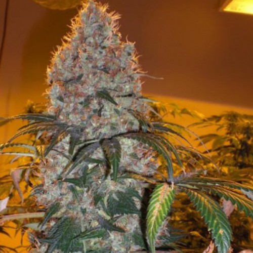 Violator Kush Feminised семена конопли: фото, характеристики, отзывы, описание Violator Kush Feminised семена конопли: фото, характеристики, отзывы, описание