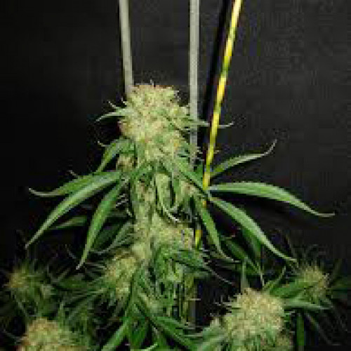 Crimea Blue Feminised семена конопли: фото, характеристики, отзывы, описание