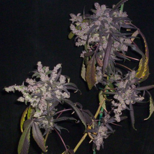 Dr. Grinspoon Feminised семена конопли: фото, характеристики, отзывы, описание