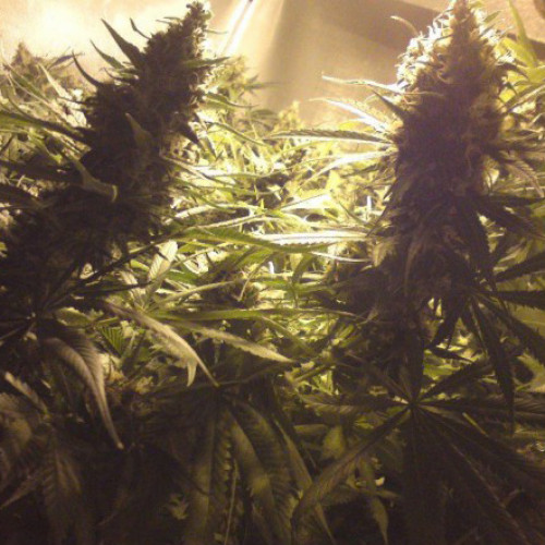 Honey B Feminised насіння конопель: фото, характеристики, відгуки, опис