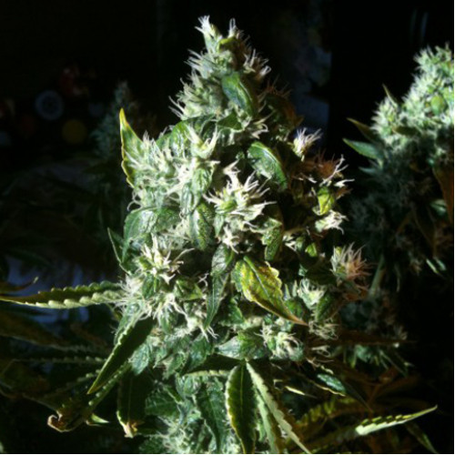 LSD Feminised насіння конопель: фото, характеристики, відгуки, опис